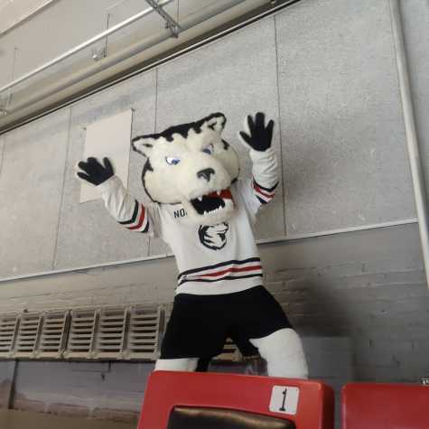 Northeasterns mascot Paws excited to see fans back at Matthews Arena, Boston.
