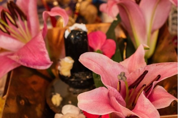 A close up of pink flowers