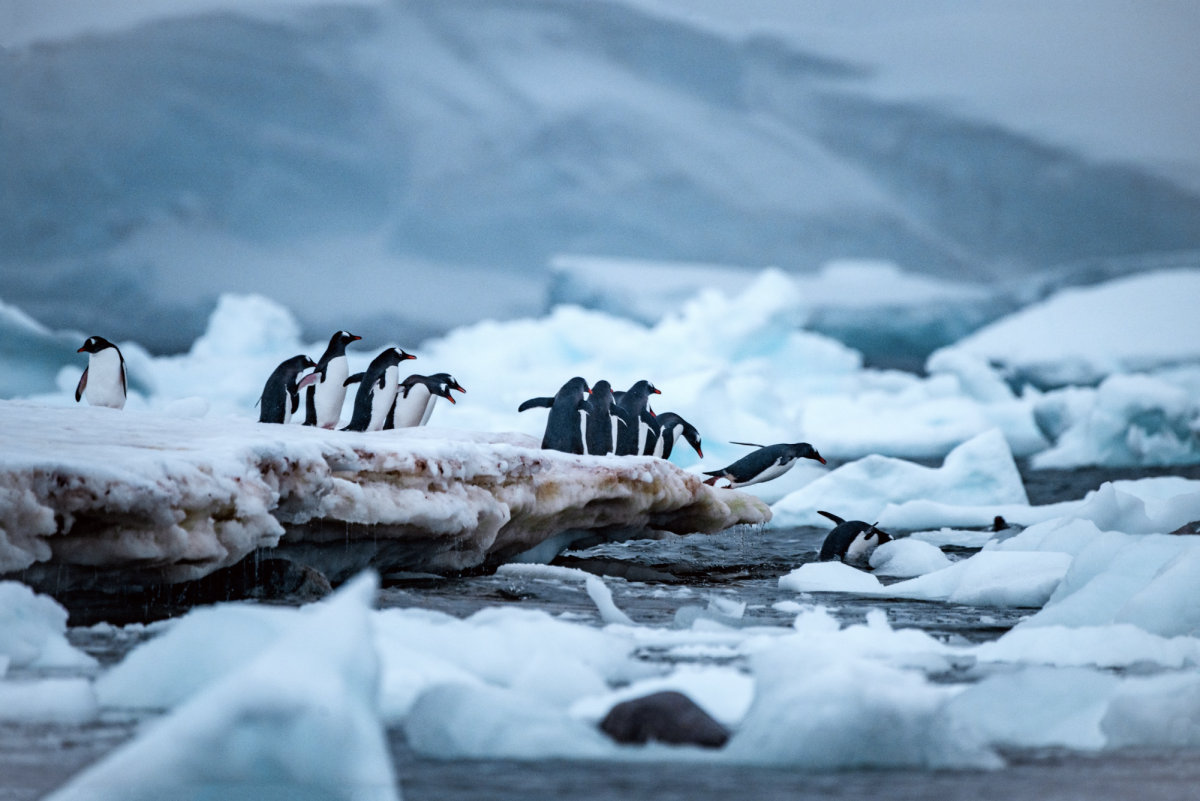 Penguins jumped into the ocean. Photo by Marian Siljeholm. 